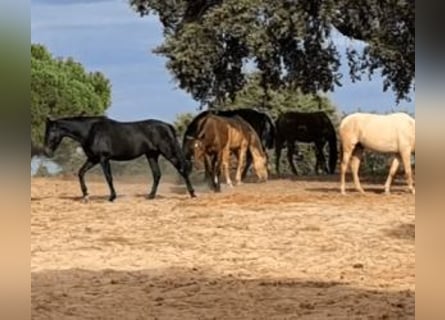 PRE Mix, Giumenta, 4 Anni, Overo-tutti i colori