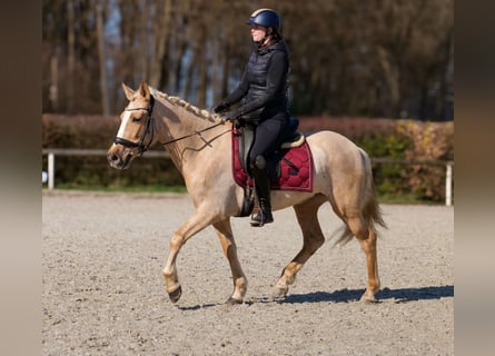 PRE Mix, Giumenta, 5 Anni, 150 cm, Palomino