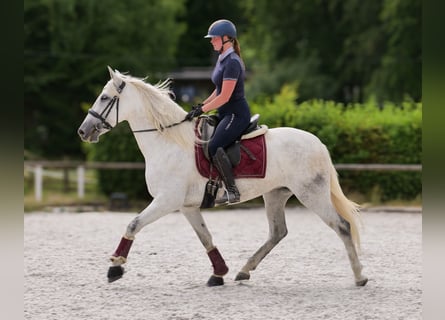 PRE, Giumenta, 5 Anni, 154 cm, Grigio