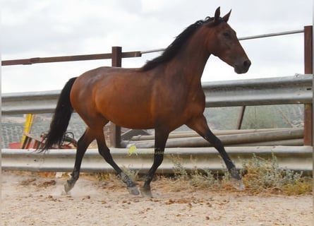 PRE, Giumenta, 5 Anni, 156 cm, Baio
