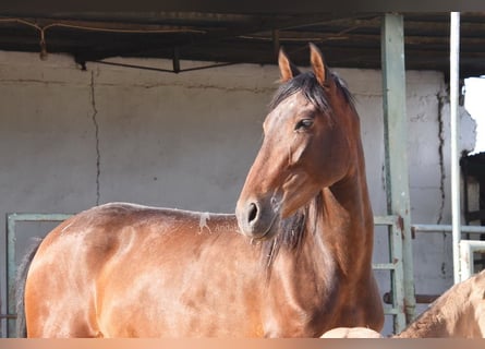 PRE, Giumenta, 5 Anni, 156 cm, Baio