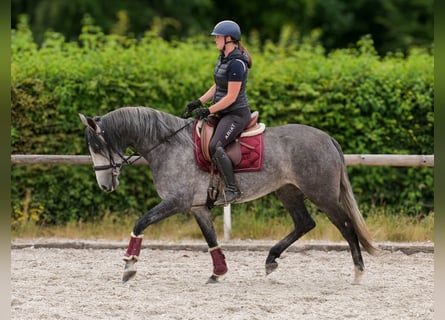 PRE Mix, Giumenta, 5 Anni, 160 cm, Leardo