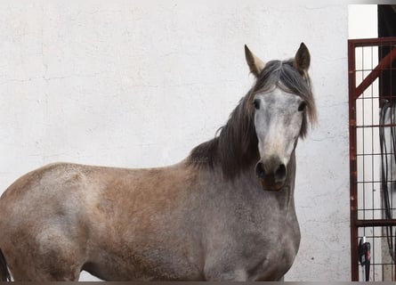 PRE, Giumenta, 5 Anni, 161 cm, Grigio