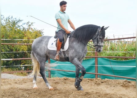 PRE, Giumenta, 5 Anni, 161 cm, Grigio