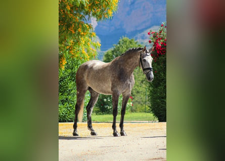 PRE, Giumenta, 5 Anni, 165 cm, Grigio