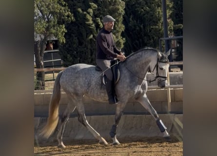 PRE Mix, Giumenta, 5 Anni, 168 cm, Grigio