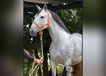 PRE Mix, Giumenta, 5 Anni, 168 cm, Grigio