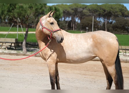 PRE Mix, Giumenta, 5 Anni, 170 cm, Falbo