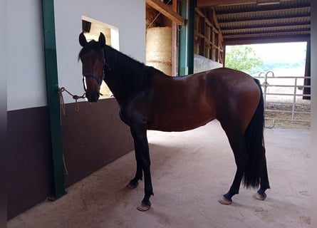 PRE, Giumenta, 5 Anni, 172 cm, Baio