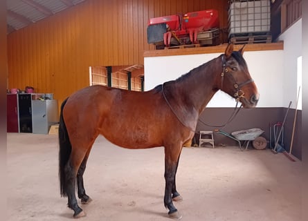 PRE Mix, Giumenta, 5 Anni, 172 cm, Baio