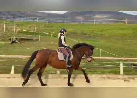 PRE, Giumenta, 5 Anni, 175 cm, Baio