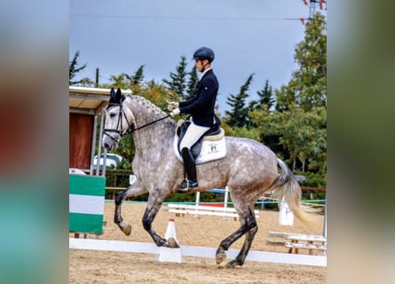 PRE, Giumenta, 5 Anni, 175 cm, Grigio pezzato