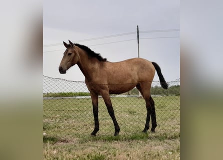 PRE, Giumenta, 5 Anni, Pelle di daino