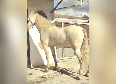 PRE, Giumenta, 6 Anni, 159 cm, Perlino