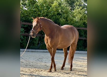 PRE, Giumenta, 6 Anni, 160 cm, Sauro