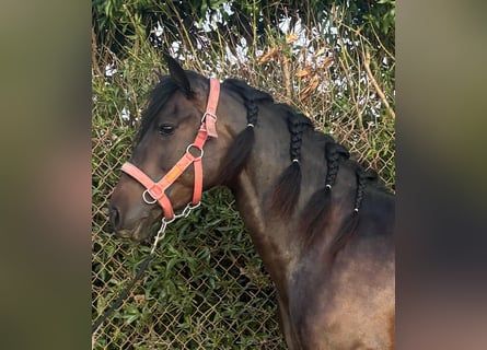 PRE Mix, Giumenta, 6 Anni, 162 cm, Baio