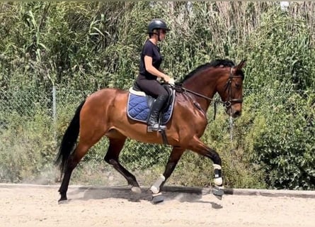 PRE Mix, Giumenta, 6 Anni, 164 cm, Baio ciliegia
