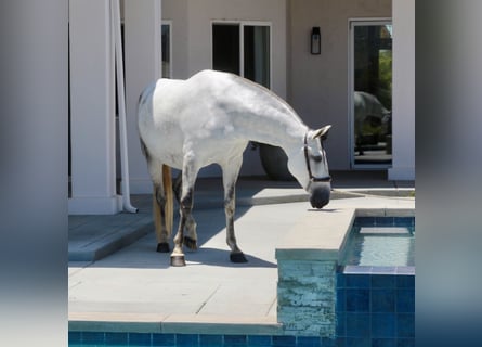 PRE, Giumenta, 6 Anni, 164 cm, Grigio