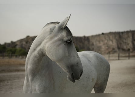 PRE Mix, Giumenta, 6 Anni, 165 cm, Grigio