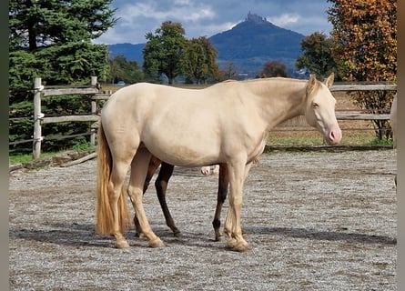 PRE, Giumenta, 7 Anni, 155 cm, Perlino