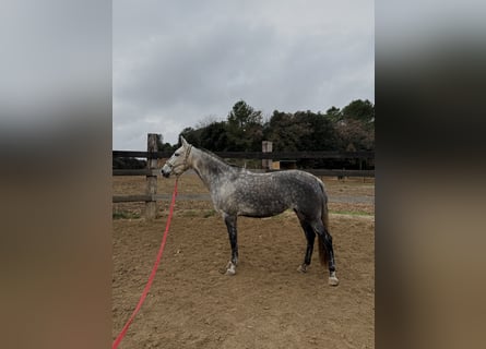 PRE Mix, Giumenta, 7 Anni, 162 cm, Grigio