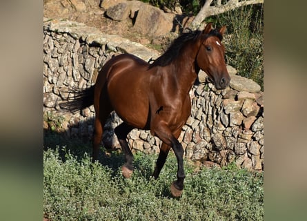 PRE, Giumenta, 7 Anni, 163 cm, Baio
