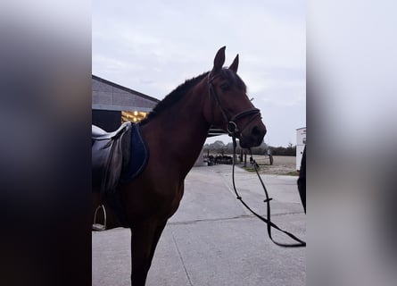 PRE, Giumenta, 8 Anni, 162 cm, Baio