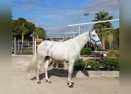 PRE, Giumenta, 8 Anni, 163 cm, Grigio