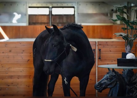 PRE Mix, Giumenta, 8 Anni, 165 cm, Morello