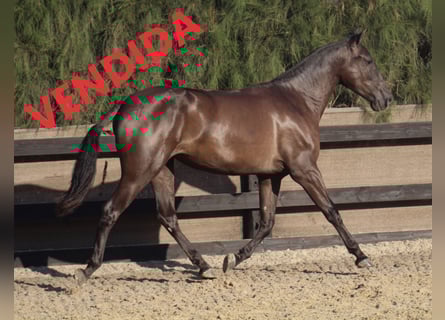 PRE, Giumenta, 8 Anni, 166 cm, Morello