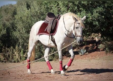 PRE Mix, Giumenta, 9 Anni, 158 cm, Grigio