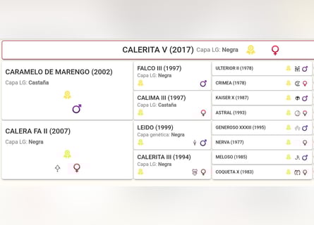 PRE Mix, Giumenta, 9 Anni, 158 cm, Morello