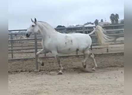 PRE Mix, Giumenta, 9 Anni, 168 cm, Grigio