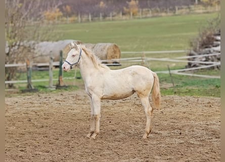 PRE, Giumenta, Puledri (07/2025), 135 cm, Perlino