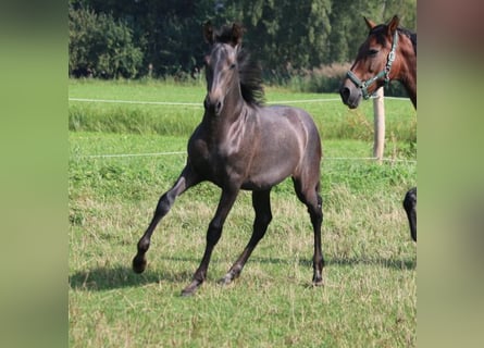 PRE, Giumenta, Puledri (05/2024), 165 cm, Grigio