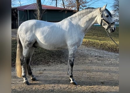 PRE Mix, Hengst, 10 Jaar, 161 cm, Appelschimmel