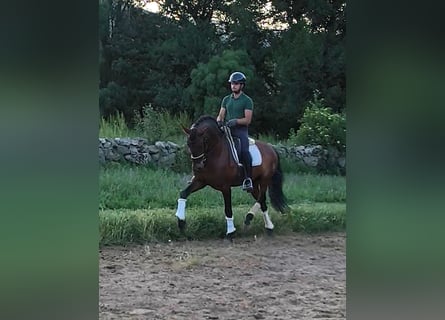 PRE, Hengst, 10 Jaar, 163 cm, Roodbruin