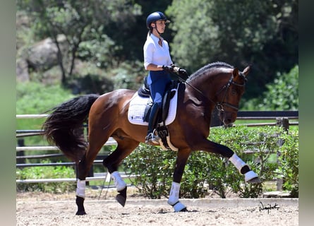 PRE Mix, Hengst, 10 Jaar, 165 cm, Bruin