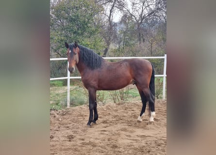 PRE, Hengst, 10 Jaar, 165 cm, Roodbruin