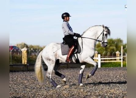 PRE Mix, Hengst, 10 Jaar, 165 cm, Schimmel