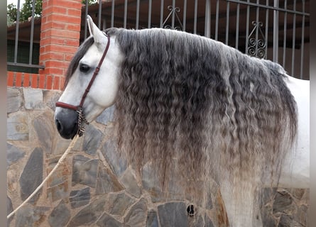 PRE Mix, Hengst, 10 Jaar, 169 cm, Schimmel