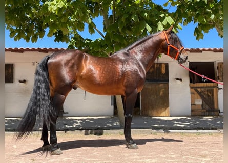 PRE, Hengst, 10 Jaar, 171 cm, Bruin