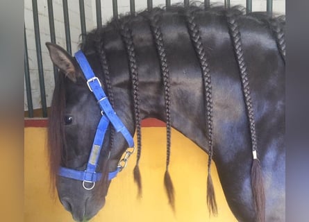 PRE Mix, Hengst, 10 Jahre, 167 cm, Rappe