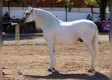PRE Mix, Hengst, 10 Jahre, 170 cm, White