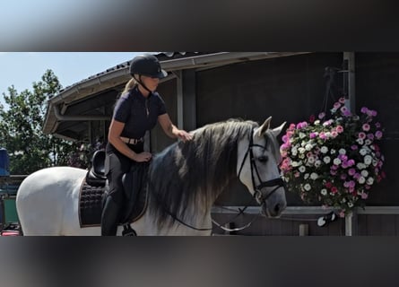 PRE Mix, Hengst, 10 Jahre, 173 cm, Schimmel