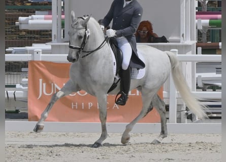 PRE Mix, Hengst, 11 Jaar, 162 cm, Schimmel