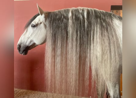 PRE Mix, Hengst, 11 Jaar, 170 cm, Appelschimmel