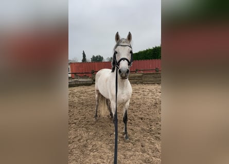 PRE Mix, Hengst, 11 Jahre, 160 cm, Fliegenschimmel