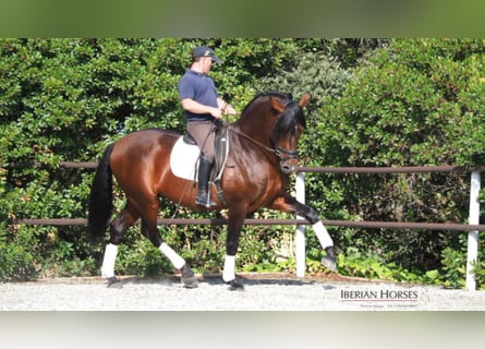 PRE Mix, Hengst, 11 Jahre, 165 cm