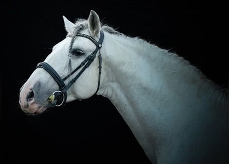 PRE, Hengst, 11 Jahre, 166 cm, Schimmel